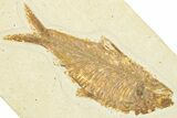 Detailed Fossil Fish (Knightia) - Wyoming #329590-1